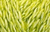 Stil цв.193- фисташка (5шт) 40% полиэстер - 33% акрил - 22% шерсть - 5% альпака (100г/40м)