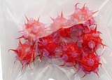 Бусины резиновые с шипами RUB0001C, 12 мм, 8 шт/уп, Астра(10)